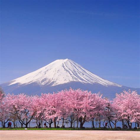 12 Unusual Things You Didnt Know About Japanese Cherry Blossom