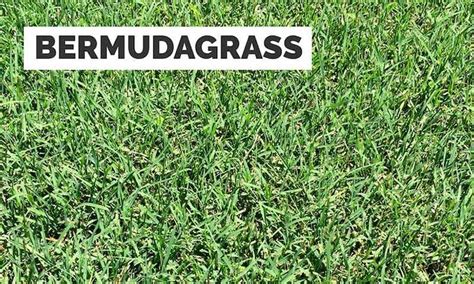 How To Identify Your Lawn Grass Warm Season Grass Grass Type Zoysia