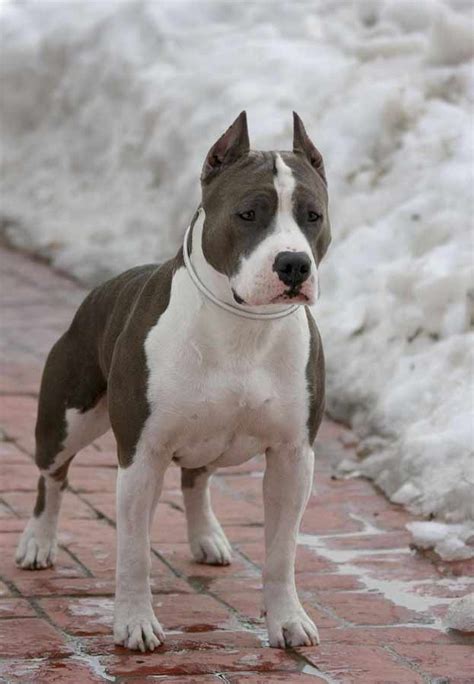 The staffordshire bull terrier was brought to the u.s. American Staffordshire Terrier - Puppies, Rescue, Pictures ...