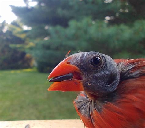 Northern Cardinals Are Preyed Upon By A Wide Variety Of Predators