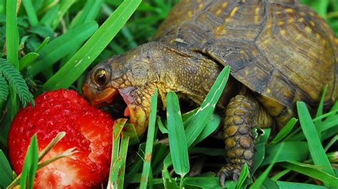 Maybe you would like to learn more about one of these? A turtle eat a strawberry in the green grass