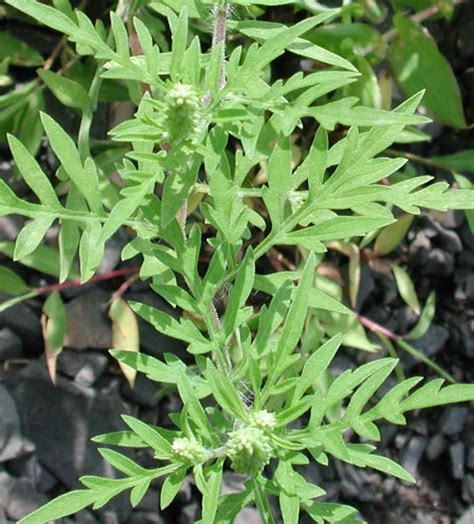 50 видео 303 просмотра обновлен 19 нояб. Ragweed, Common (Ambrosia artemisiifolia) - 03a - Wild ...
