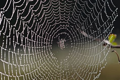 Filespider Web With Dew Drops04 Wikimedia Commons
