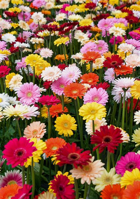 How To Grow And Care For Gerbera Daisies Types Of Daisies Gerbera