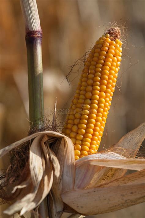 Maize Cobs Stock Photo Image Of Europe Plantation 102128850