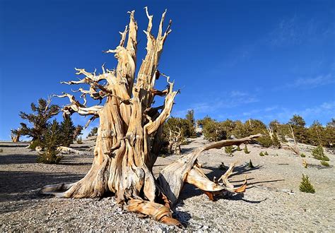 Where is the Oldest Tree in the World? - WorldAtlas.com