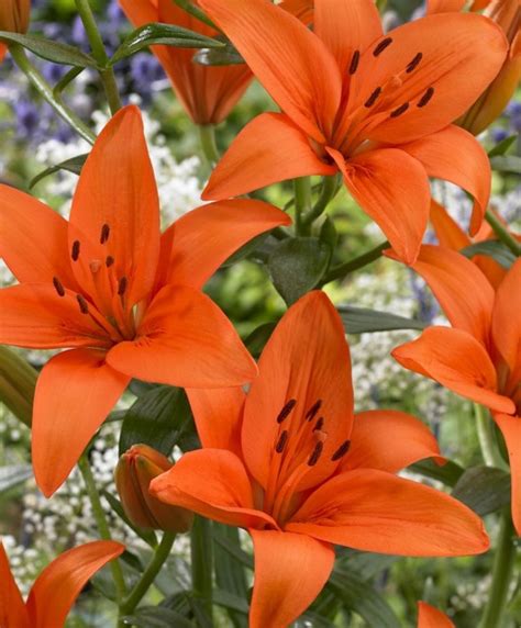 3 Asiatic Lily Bulbs Large Mixed Bright Colors Summer Etsy