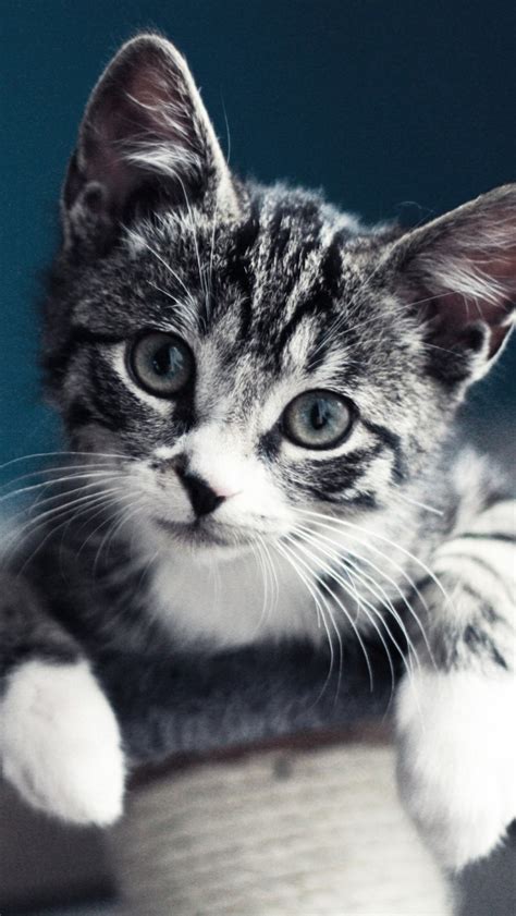 Cute Gray Kitten Portrait Iphone 5 Wallpaper Ipod