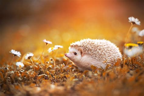 Cute Wallpaper Hedgehog Photos Cantik
