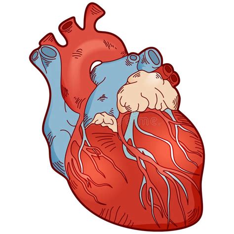 Cuore Dellessere Umano Di Anatomia Illustrazione Vettoriale