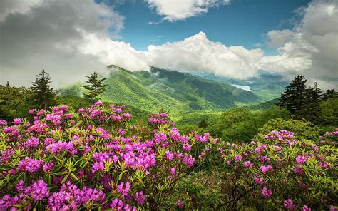 Appalachian Mountains North Carolina Blue Ridge Parkway Spring Flowers