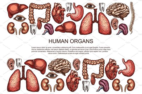 Human Organs Vector Sketch Body Anatomy Poster Healthcare