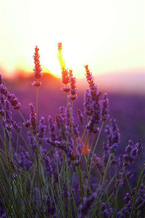 Lavender Flowers And Sunset Photograph By Rzdeb Fine Art America