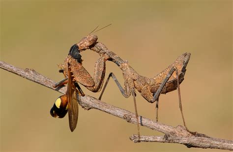 Praying Mantis Eating Wasp Kurt Böhi Flickr