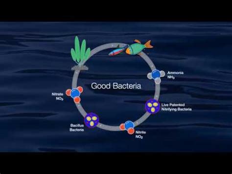 Marineland® — Aquarium Bacteria Science - YouTube
