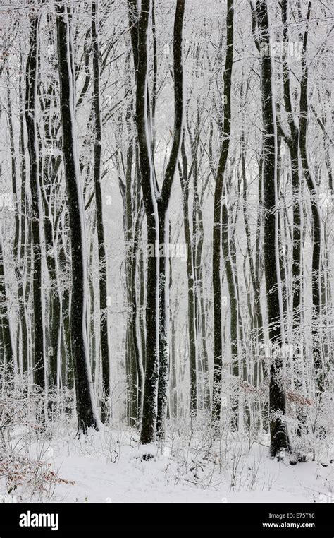 Beech Forest Fagus Sylvatica In Winter North Rhine Westphalia