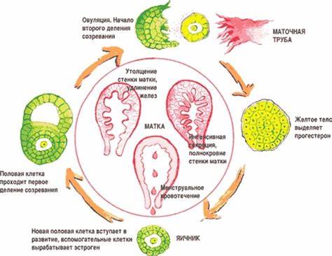 Диета при нарушении менструального цикла