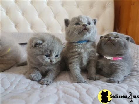 British Shorthair Kitten For Sale Champion Sired Gccf British