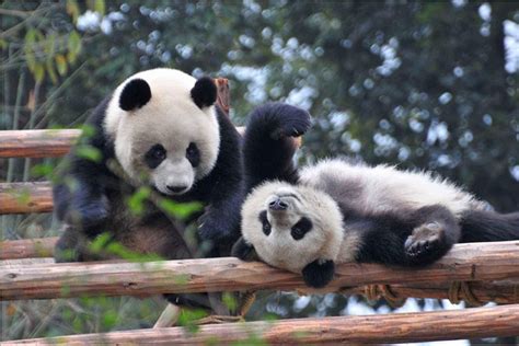 Chengdu Giant Panda Breeding Research Base Admission Ticket 2022 Triphobo