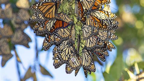 Mysterious monarch migrations may be triggered by the angle of the Sun