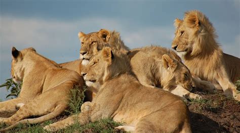 Keep reading and find out just how fascinating africa's wildlife. List: 20 Must See African Animals When on a Safari ...