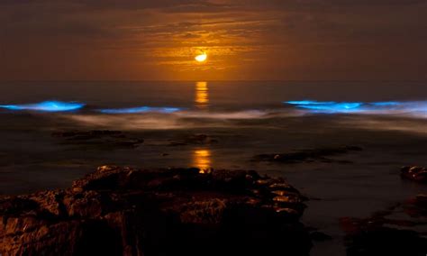 Bioluminescence See That Ocean Glow Mayne Island Conservancy