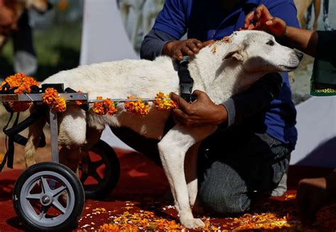 Kukur Tihar Special Day For Dogs In Nepal