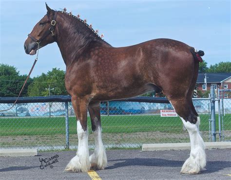 Photos Of Clydesdale Horses