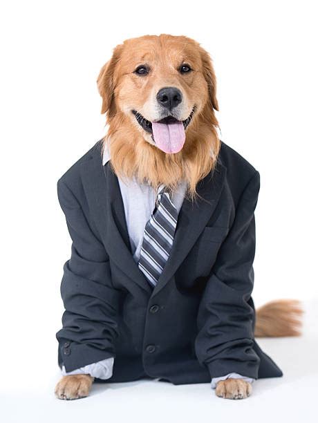 Dog In Suit Pictures Images And Stock Photos Istock