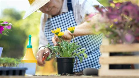 The 10 Best Gardening Tools For Seniors Seniors Guide