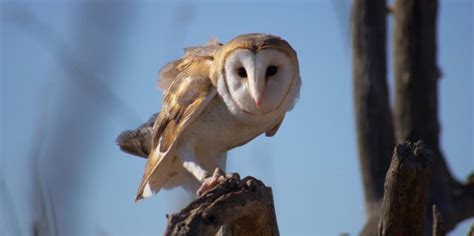 Where Do Barn Owls Live Best Hiding Spots