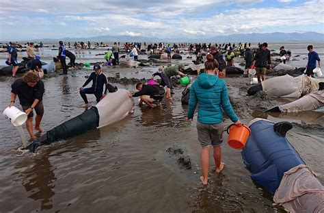 Hundreds Of Whales Die In One Of New Zealands Worst Strandings The Peoples Voice