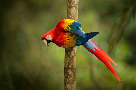 Red Parrot Scarlet Macaw Ara Macao Bird Sitting On The Branch Brazil