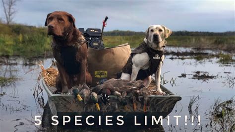 Michigan Duck Hunting Opener Public Land Youtube