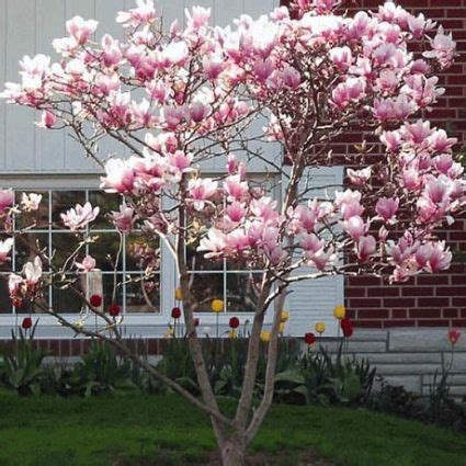 Two prominent breeders francis devos and william. Jane Magnolia in 2020 (With images) | Jane magnolia, Patio ...