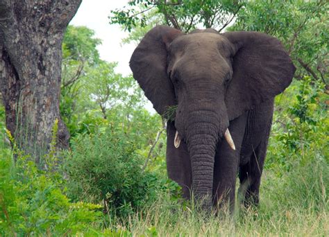 Elephants Wild Animals News And Facts