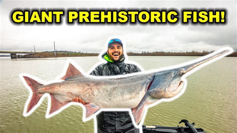 Catching Giant Prehistoric Paddlefish On The River New Pb Youtube
