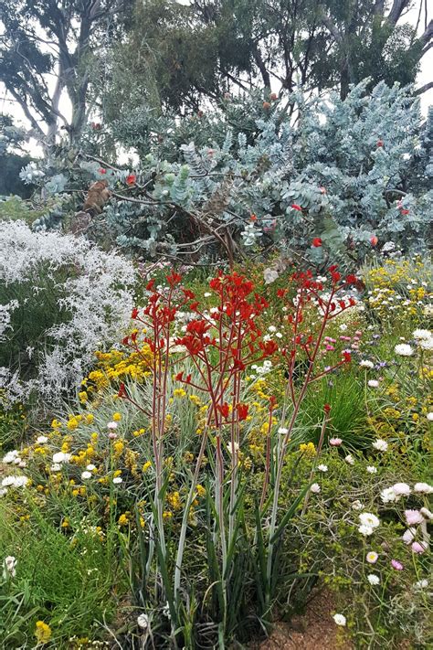 Certain features and plants may not work well given perth's hot. Kings Park Perth WA October | Australian garden design ...