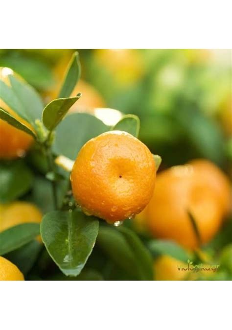 Tüplü Aşk Meyvesi Bodrum Mandalina Fidanı Fiyatları Ve Özellikleri