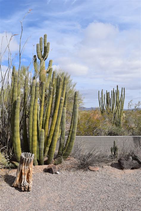 Organ pipe cactus national monument is the large desert area in southwestern arizona. HappiLeeRVing: Organ Pipe Cactus National Monument
