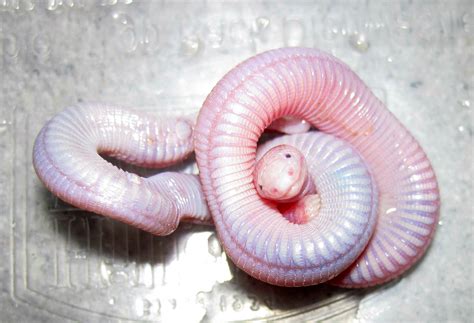 Absurd Creature Of The Week The Adorable Mexican Mole Lizard Has A