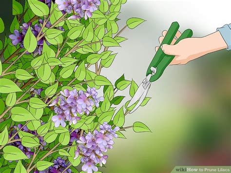 How To Prune Lilacs 9 Steps With Pictures Wikihow