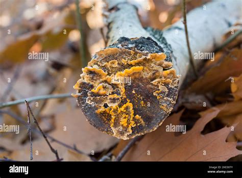 Tree Fungus Yellow Hi Res Stock Photography And Images Alamy