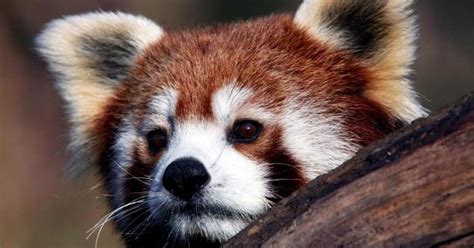 Did You Know Red Panda Is Actually 2 Separate Species