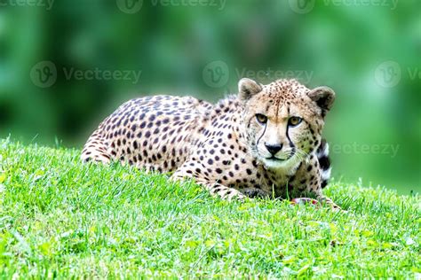 Cheeta Jaguar Eyes Portrait Looking At You Stock Photo At Vecteezy