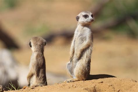 Two Meerkats Suricata Suricatta In The Sand Stock Photo Image Of