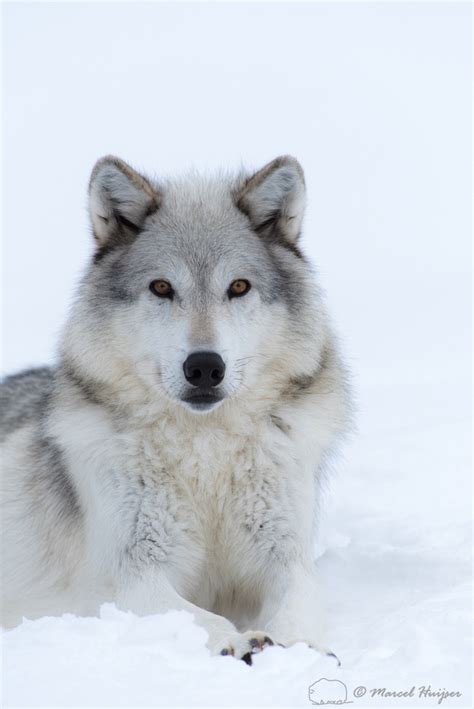 Marcel Huijser Photography Rocky Mountain Wildlife Wolf Canis Lupus