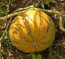 Pompoen (Cucurbita pepo) | De Kruidenwereld