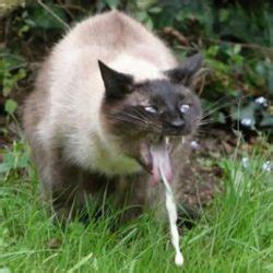 During this process, she often swallows hair. Why does my cat vomit after eating? - TailsLife Blog