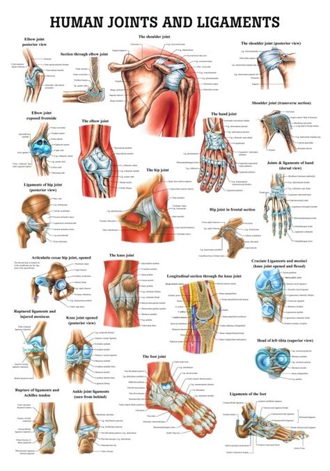 Ligaments Anatomy Poster Ligaments Anatomical Chart Company Joints My